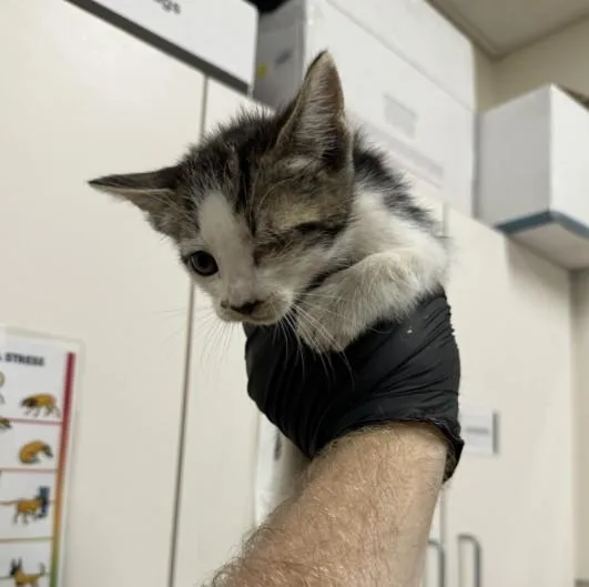 A baby small-sized male Domestic Short Hair cat named Cow for adoption in Santa Maria, CA