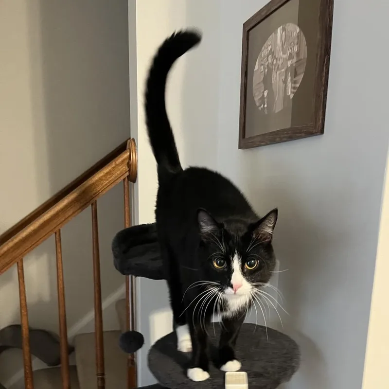 An adult large-sized male Black Domestic Short Hair cat named Bacon Rack for adoption in Fredericksburg, VA