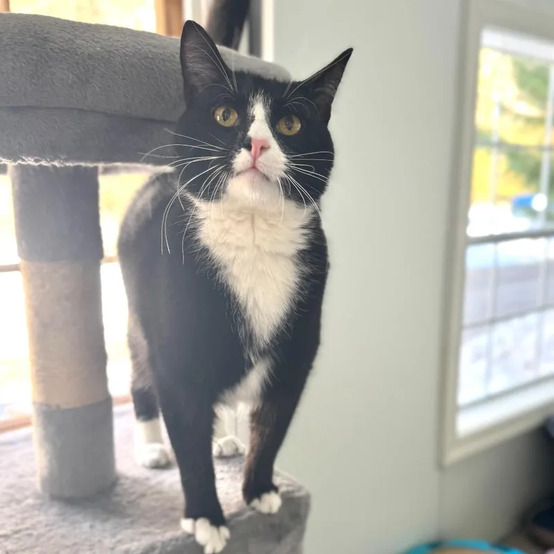 Bacon Rack thumbnail 2