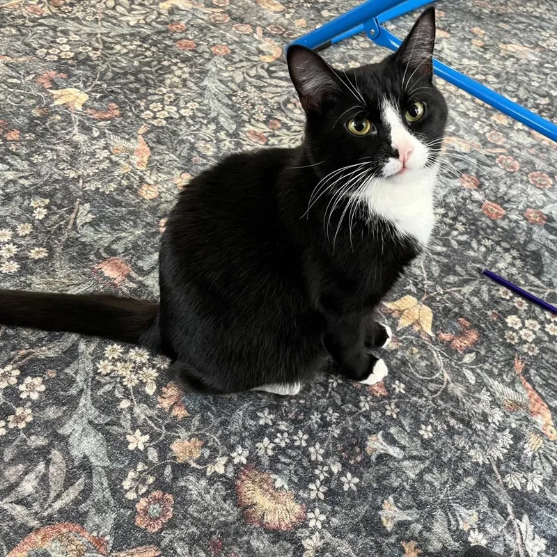 Bacon Rack thumbnail 3