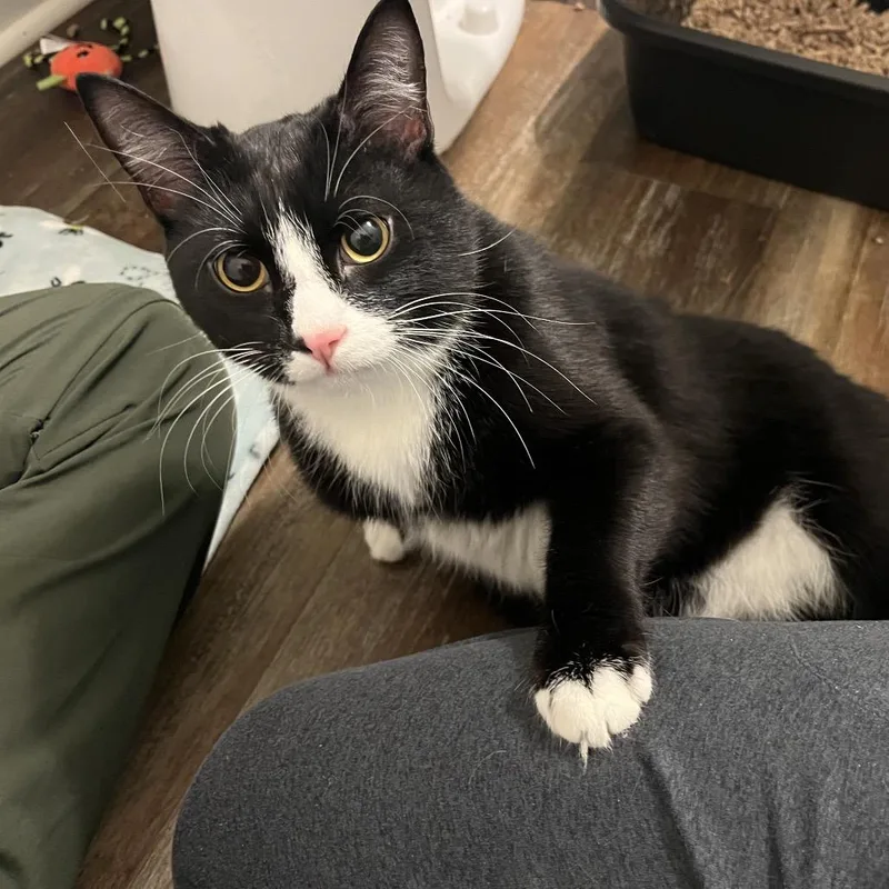 Bacon Rack thumbnail 6