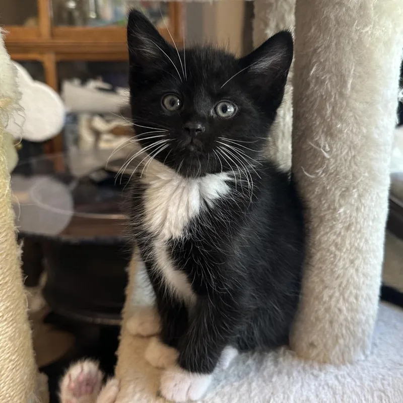 A baby small-sized male Black Domestic Short Hair cat named Tootsie Roll for adoption in Evansville, IN