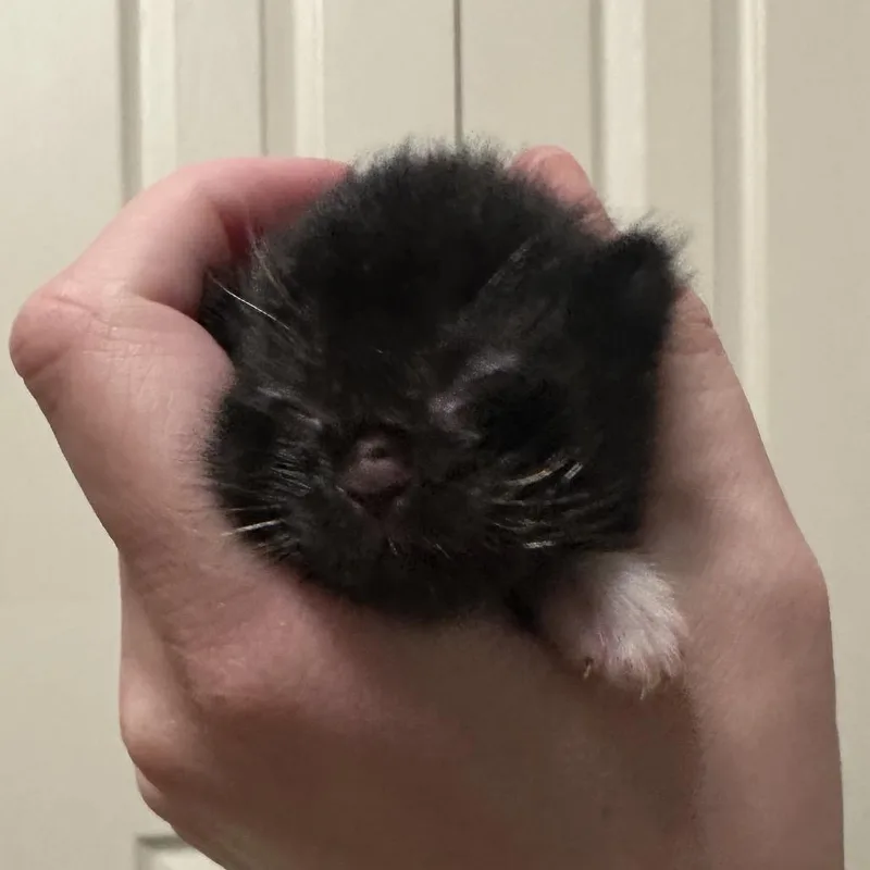 Tootsie Roll thumbnail 3