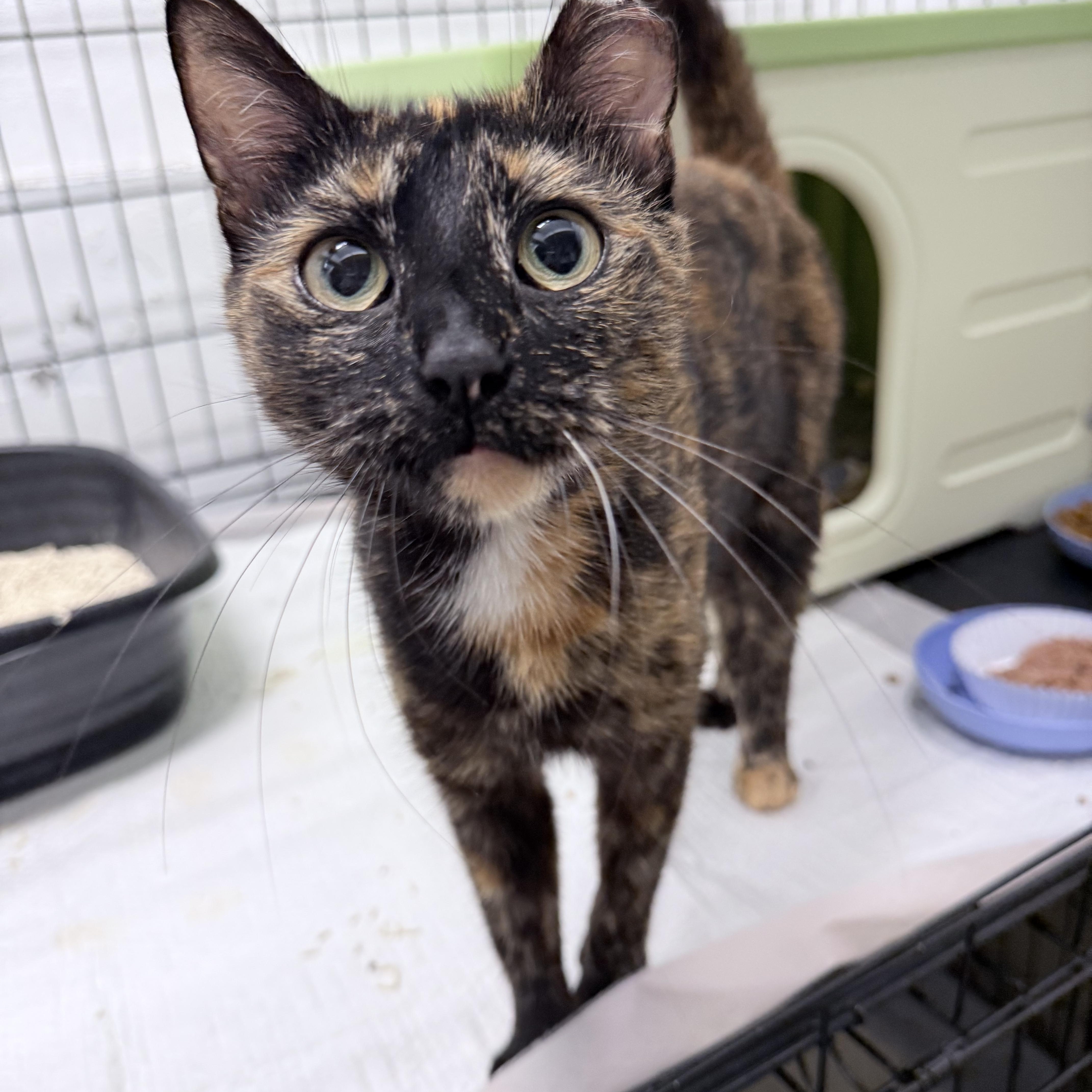 A young medium-sized female Tortoiseshell American Shorthair cat named Torie for adoption in Philadelphia, PA
