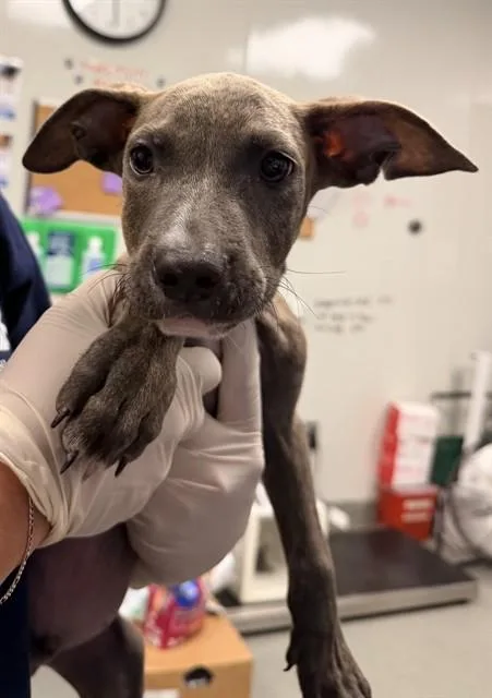 A baby small-sized male Pit Bull Terrier dog named Spidey for adoption in Ontario, CA