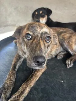 An adult medium-sized female Plott Hound dog named Vera for adoption in West Memphis, AR