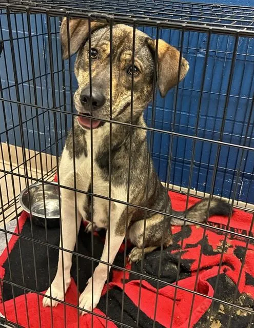 A young medium-sized female German Shepherd Dog dog named Winchester for adoption in Olivette, MO