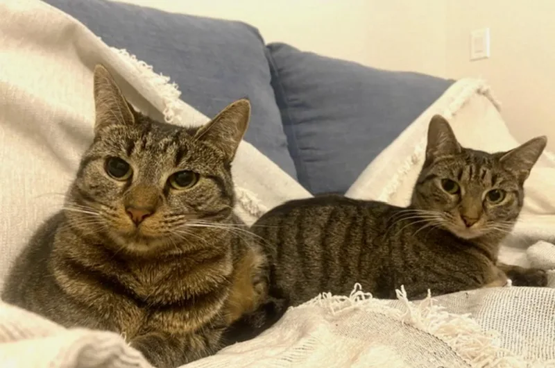 A young medium-sized female Tabby (Gray / Blue / Silver) Tabby cat named Milan and Joy for adoption in New York, NY