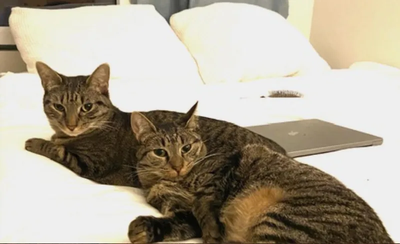 Milan and Joy thumbnail 2