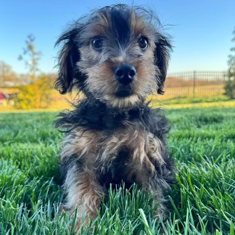 A baby small-sized male Yorkshire Terrier dog named Sprout for adoption in Cincinnati, OH