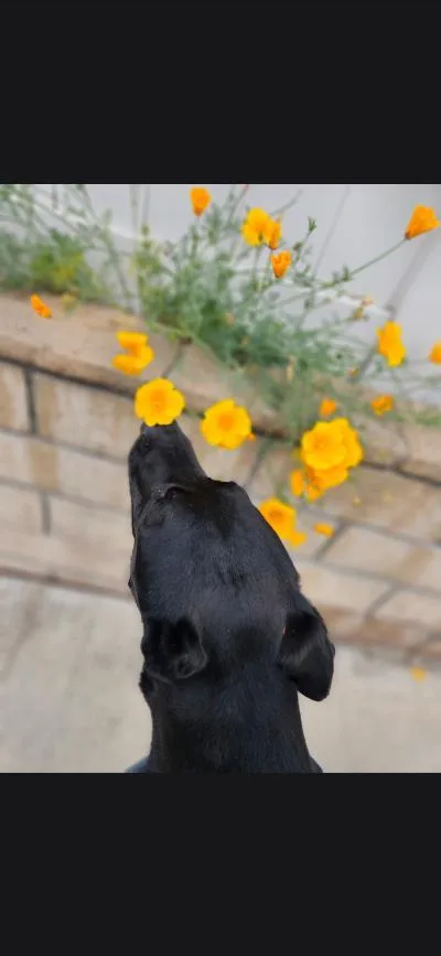 An adult large-sized male Chocolate Labrador Retriever dog named Unoneeds urgent placement for adoption in Malibu, CA