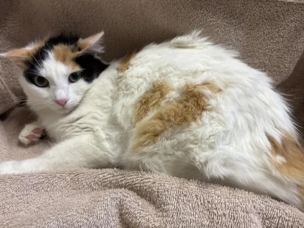 A young small-sized female Domestic Long Hair cat named Rainbow Brite for adoption in Oceanside, CA