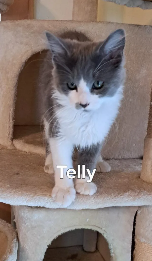 Telly