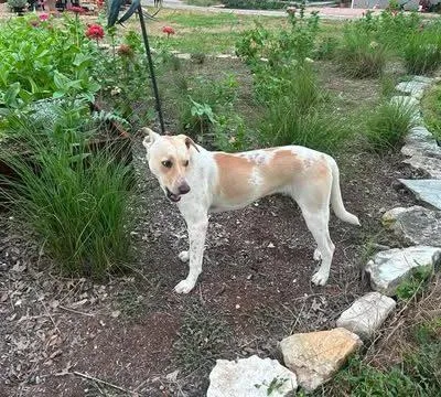 A baby medium-sized male Apricot / Beige Labrador Retriever dog named Jax for adoption in Austin, TX