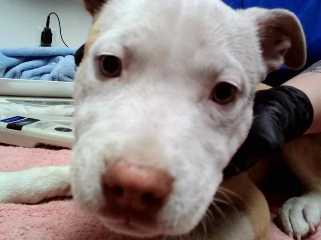 A baby small-sized female Pit Bull Terrier dog named Tammi for adoption in Martinez, CA