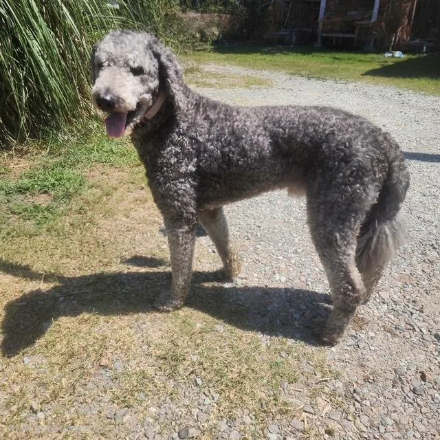 A young medium-sized male Gray / Blue / Silver Standard Poodle dog named Valentino for adoption in Manhasset, NY
