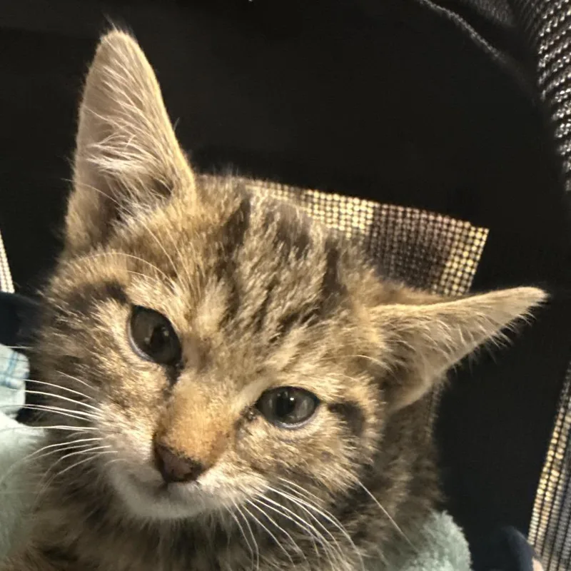 A baby small-sized male Brown / Chocolate Domestic Short Hair cat named Wally for adoption in Las Cruces, NM