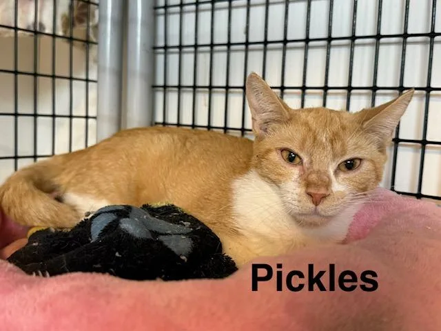 A young medium-sized female Orange & White Domestic Short Hair cat named Pickles for adoption in Millerstown, PA