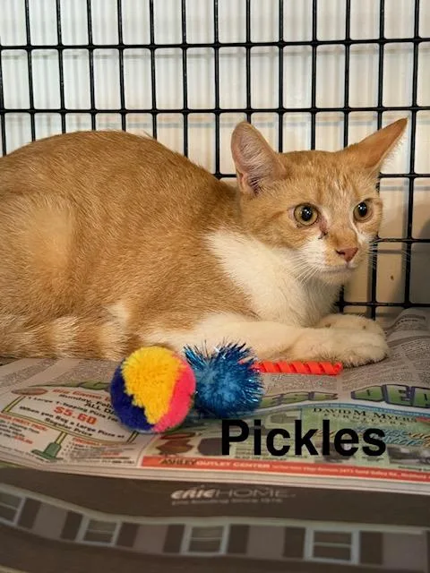 Pickles thumbnail 3