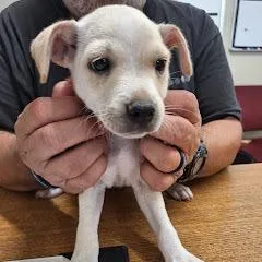 A baby small-sized male White / Cream Jack Russell Terrier dog named Sunny for adoption in Pasadena , MD