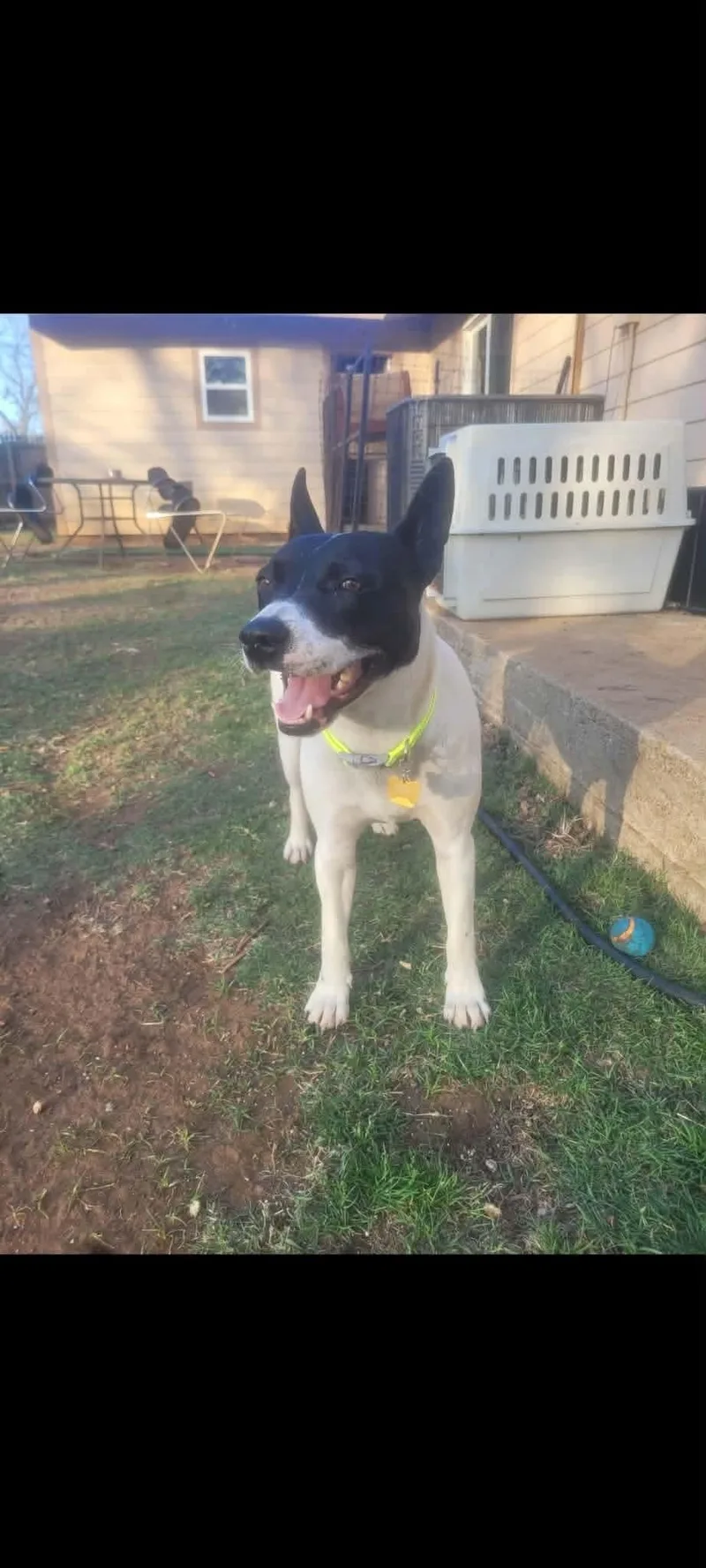 A young medium-sized male Mixed Breed dog named Puppup for adoption in Covington, TX