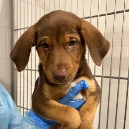 A young large-sized male Shepherd dog named Cider for adoption in Kansas City, MO