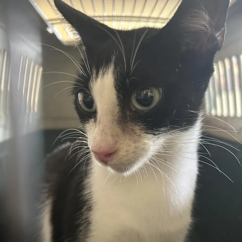 Pearlina thumbnail 2