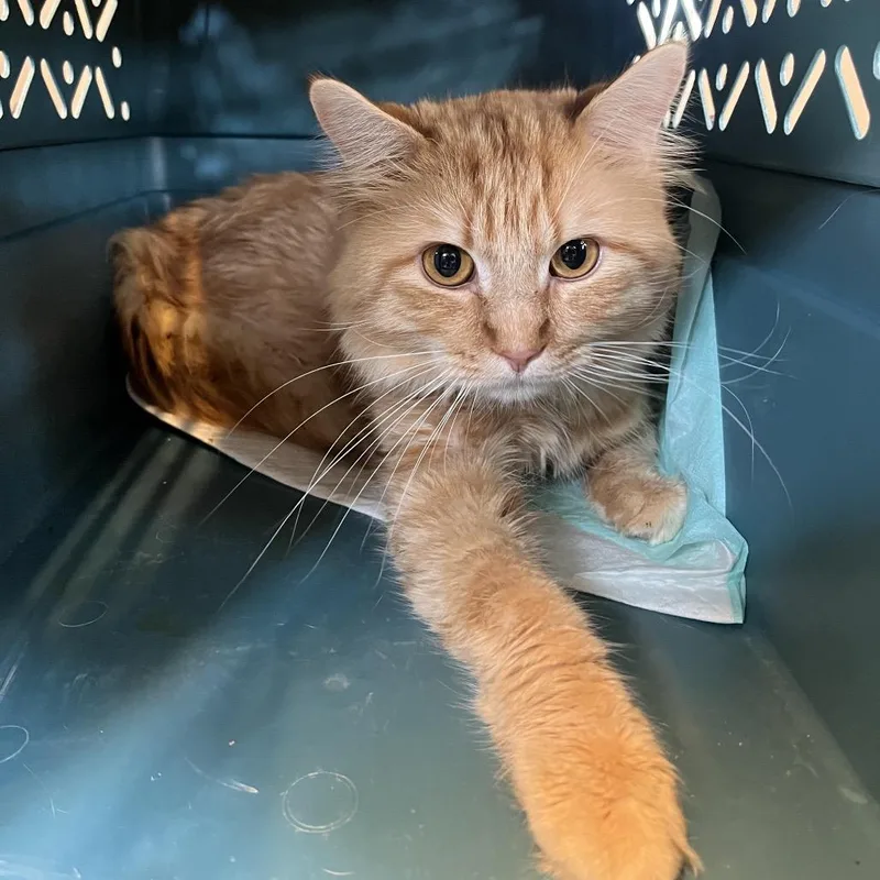 A young small-sized male Domestic Long Hair cat named Rusty for adoption in Pasadena , MD