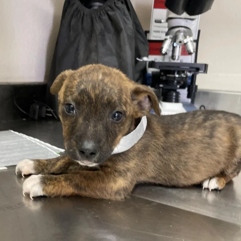 A baby small-sized female Brown / Chocolate Chocolate Labrador Retriever dog named Olynk for adoption in San Antonio, TX