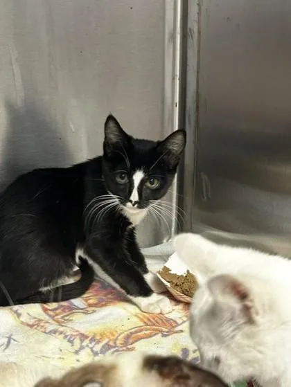 A young small-sized female Domestic Short Hair cat named Dust Bunny for adoption in Roseville, CA