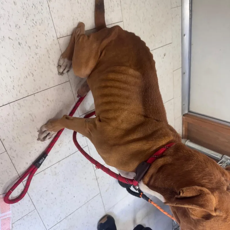A senior medium-sized male Brown / Chocolate Mixed Breed dog named Buddy for adoption in Columbiana, AL