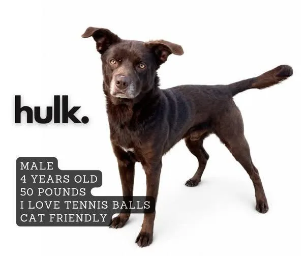 Hulk