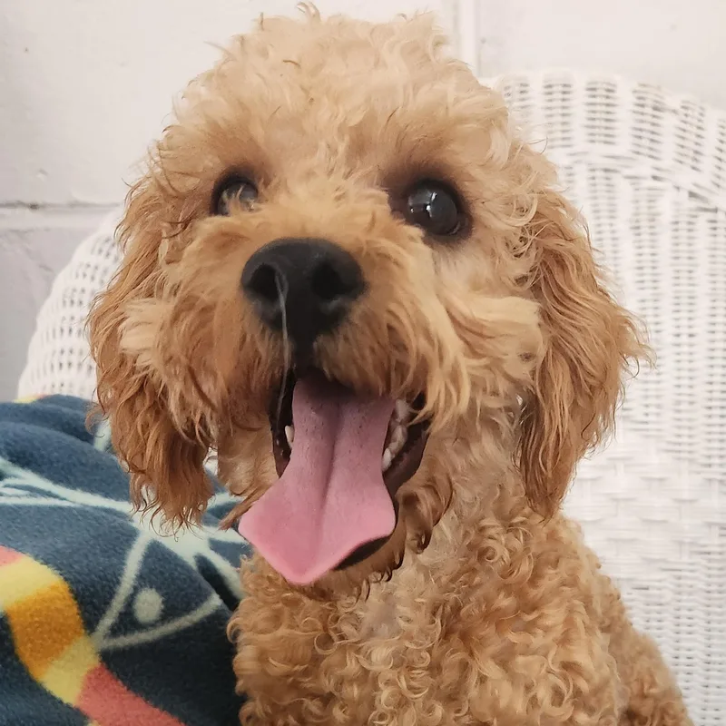 A baby small-sized male Apricot / Beige Cavapoo dog named Sarge for adoption in Smithfield, PA