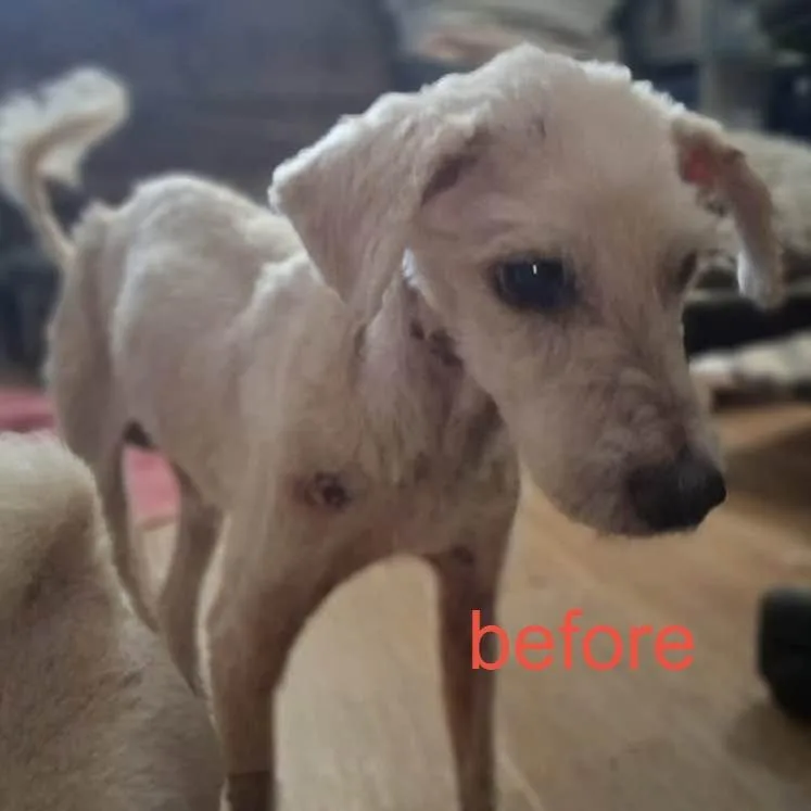 A senior small-sized male Poodle dog named Benito for adoption in Graham, WA