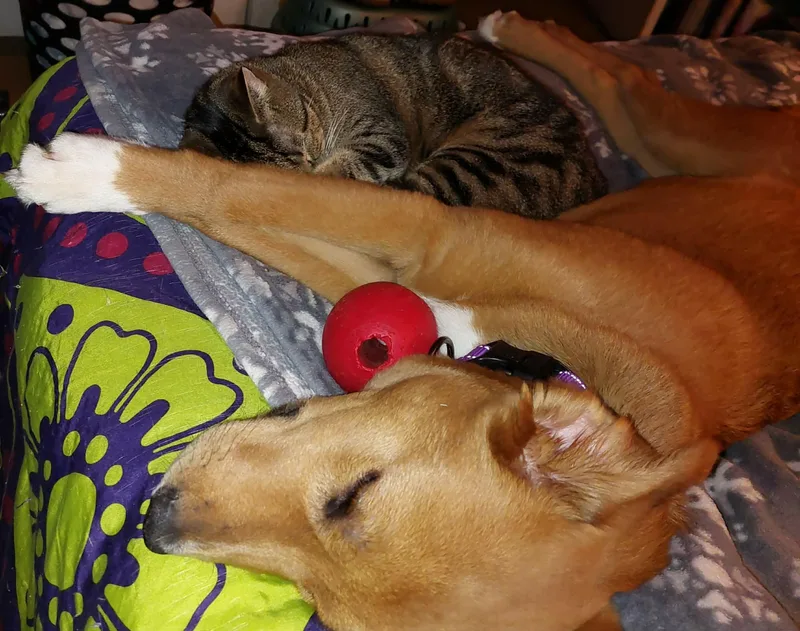 Bumble Bee thumbnail 2