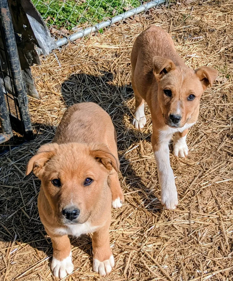 Bumble Bee thumbnail 3