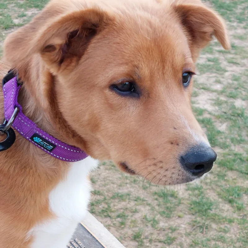 Bumble Bee thumbnail 4