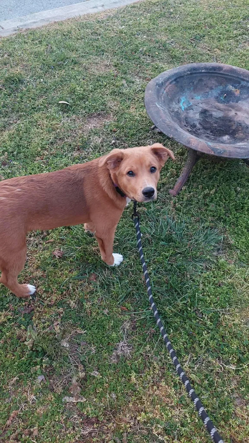 Bumble Bee thumbnail 6