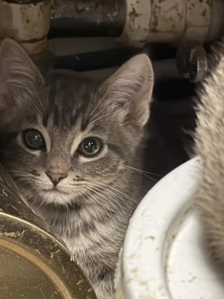 A baby small-sized male Domestic Medium Hair cat named Andy for adoption in Palatine, IL