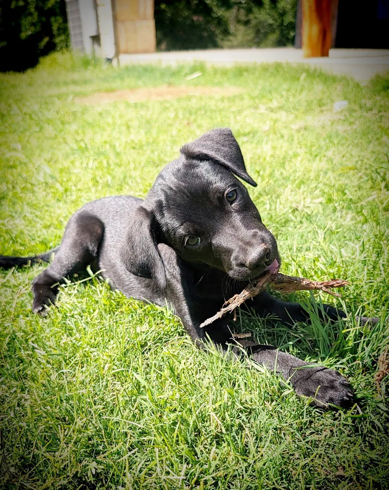 A baby large-sized female Labrador Retriever dog named Stella Valley for adoption in Fort Worth, TX