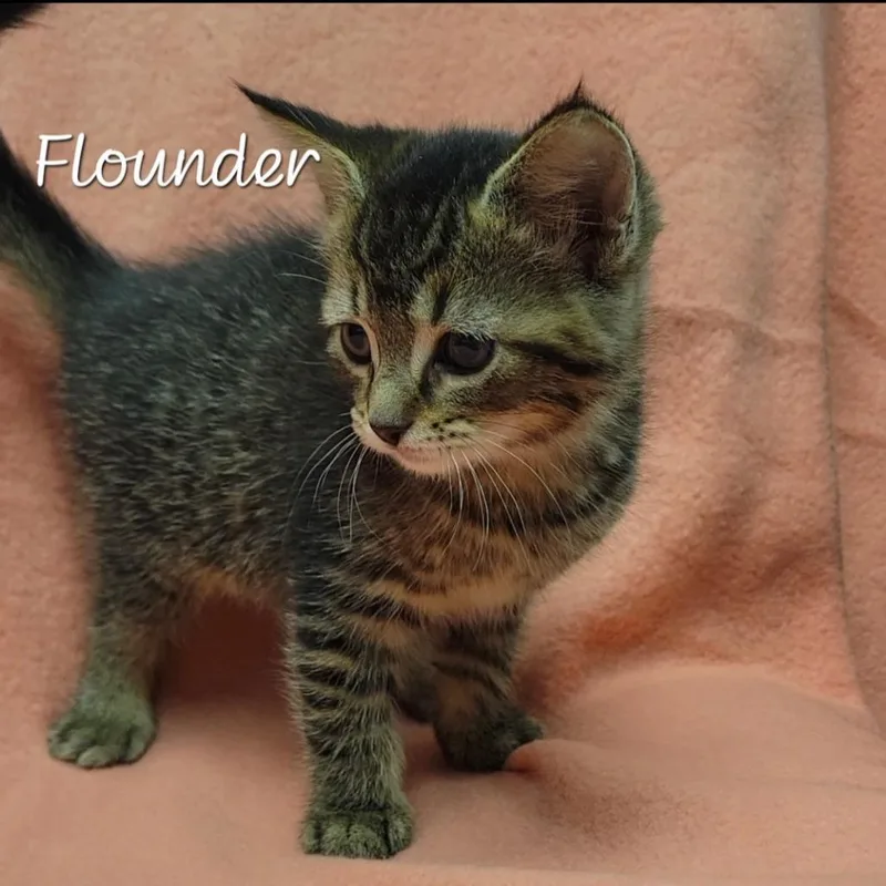 A baby small-sized male Brown / Chocolate Domestic Short Hair cat named Flounder for adoption in Parkersburg, WV