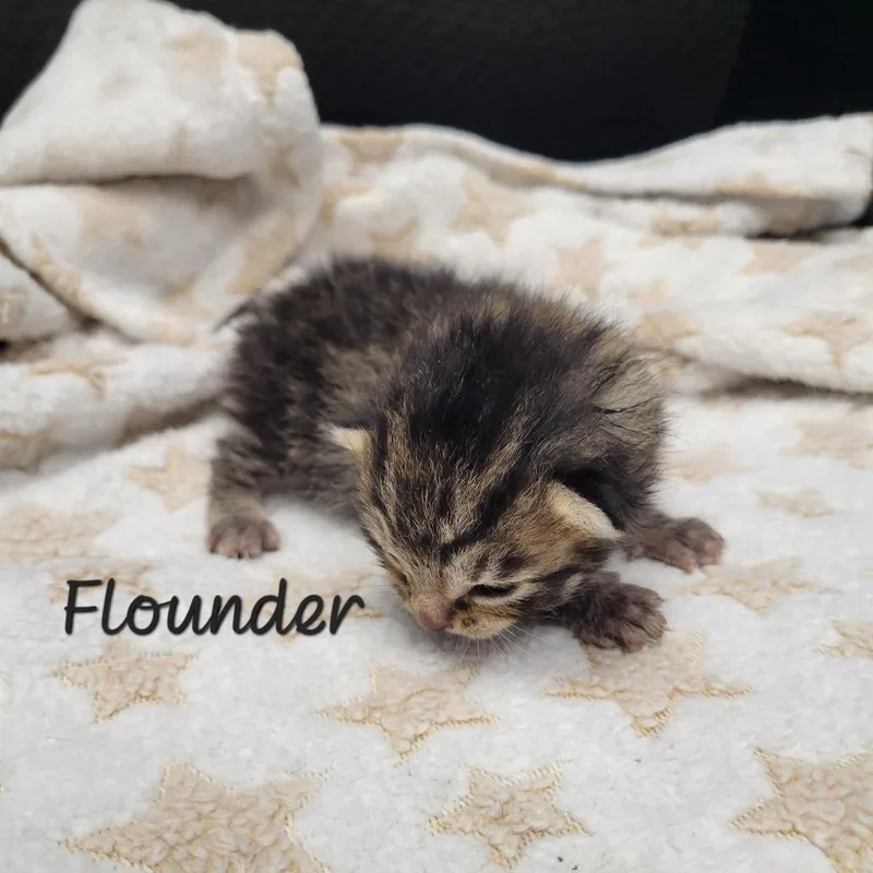 Flounder thumbnail 2