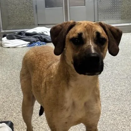 An adult medium-sized male Labrador Retriever dog named Stephan for adoption in Merriam, KS