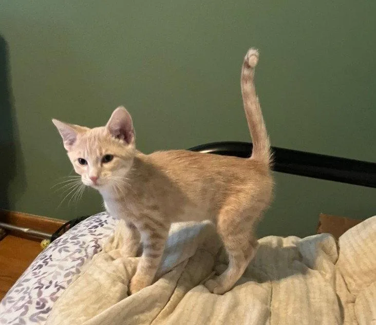 A baby small-sized male Orange / Red Domestic Short Hair cat named Flit for adoption in Forest Lake, MN