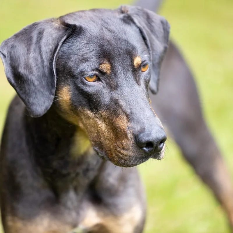 An adult medium-sized male Black Mixed Breed dog named Bruno for adoption in Hamilton, GA