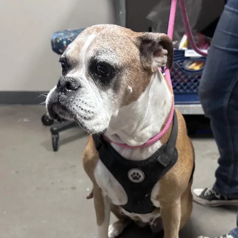 An adult large-sized female Brown / Chocolate Boxer dog named Biscuit for adoption in Yuma, AZ