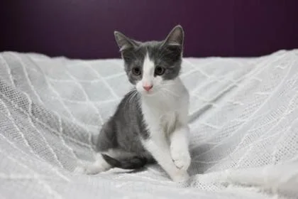 A baby medium-sized male Domestic Short Hair cat named Boo for adoption in Savannah, GA