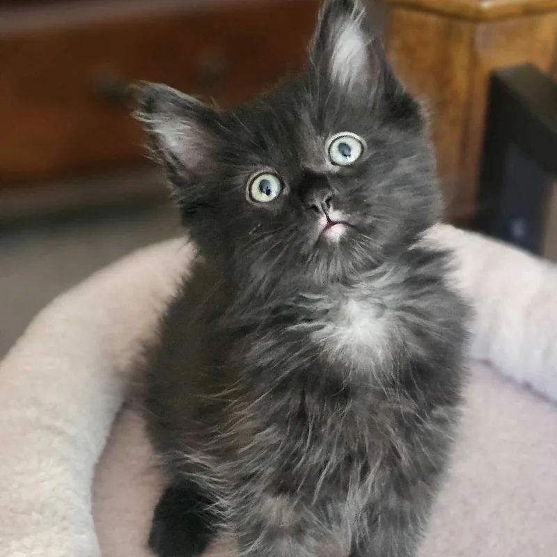 Licorice