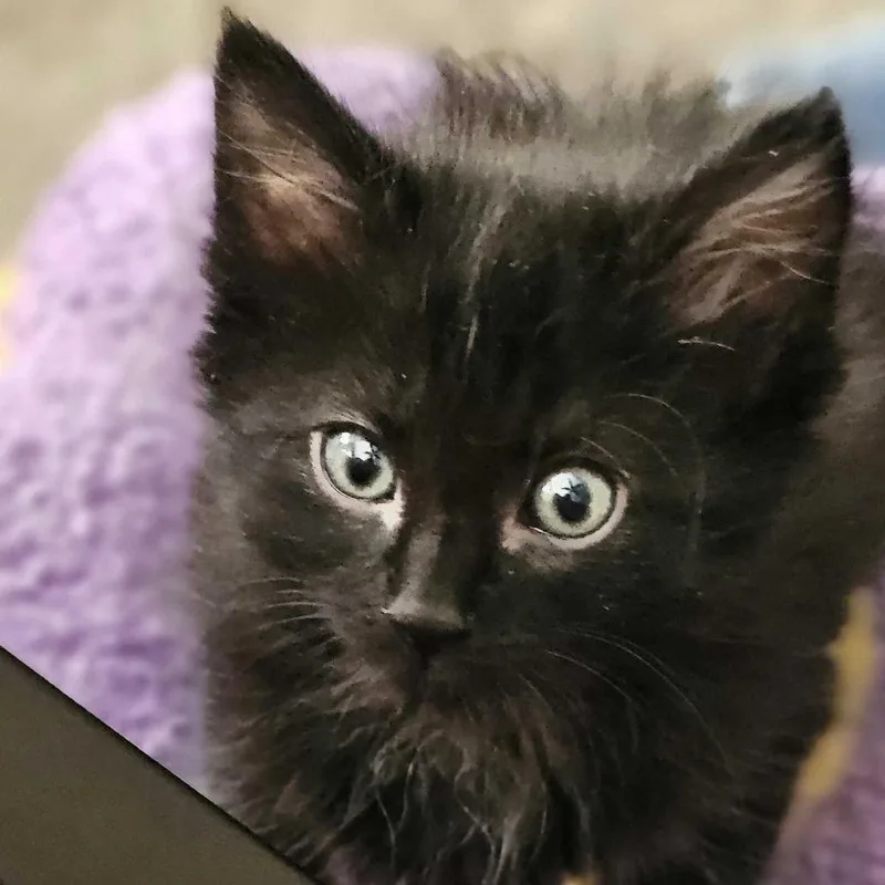 Licorice thumbnail 2