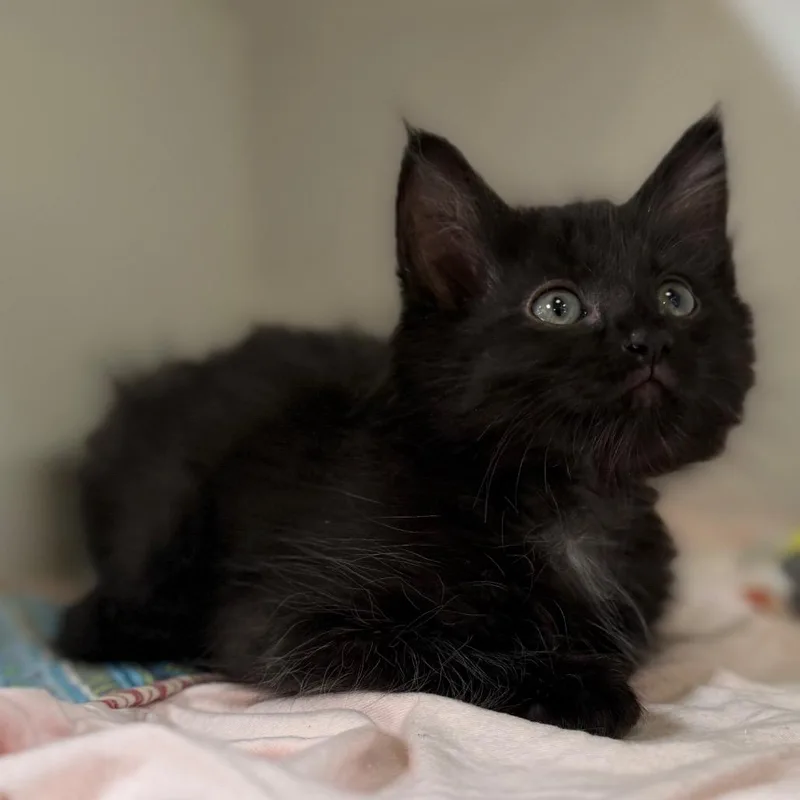 Licorice thumbnail 3